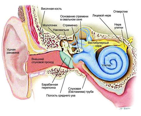 Особенности анатомии уха
