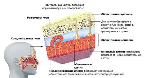 Особенности восприятия запахов у мужчин и женщин