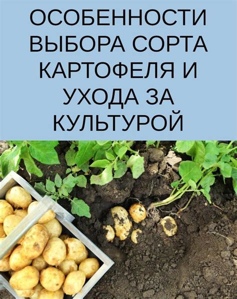 Особенности выбора картофеля