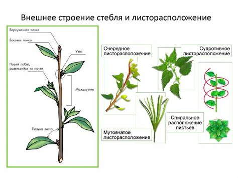 Особенности вытирания стебля и цветков