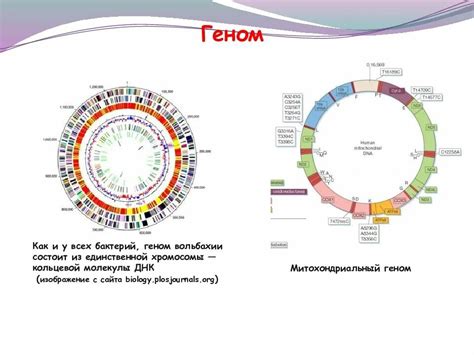 Особенности генома азиатской популяции