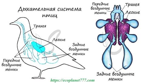 Особенности дыхания птиц