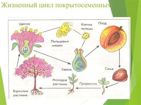 Особенности жизненного цикла растений