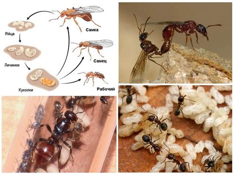 Особенности жизни и развития муравьев
