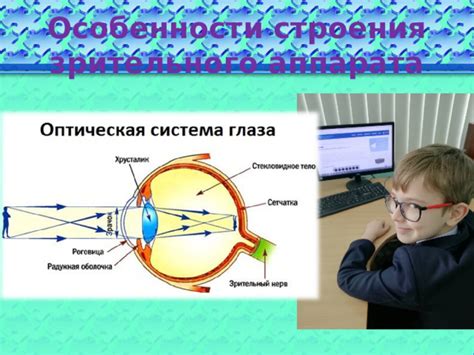 Особенности зрительного аппарата собаки