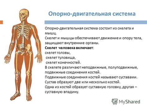 Особенности изображения скелета и мышц