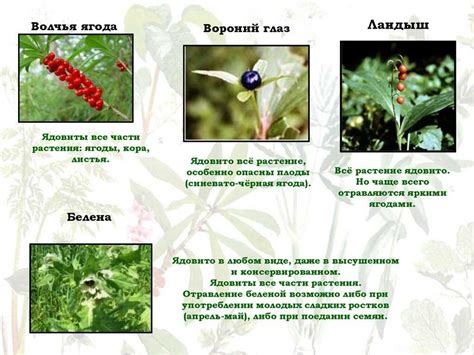 Особенности использования волчьего лыка