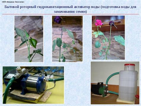 Особенности использования разных типов воды для замачивания опята