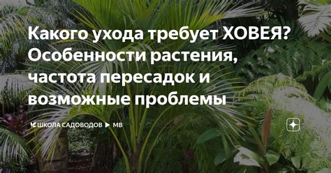 Особенности и возможные проблемы