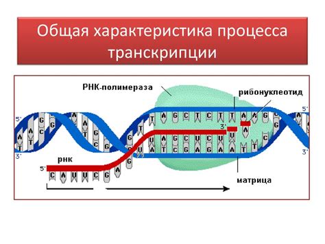 Особенности и преимущества обратной транскрипции