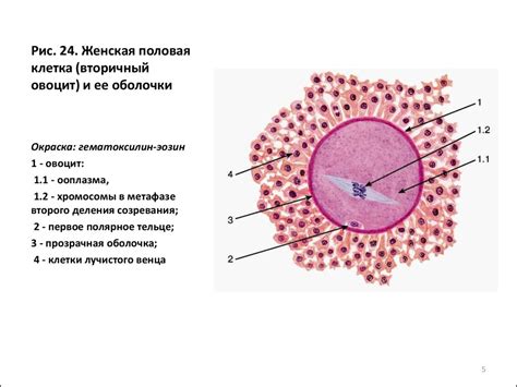 Особенности и факторы, влияющие на приживление эмбриона