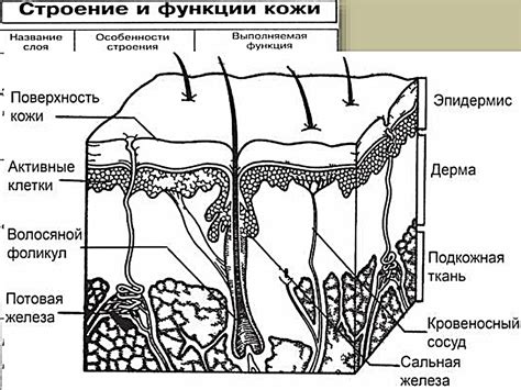 Особенности кожи