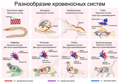 Особенности крови у разных видов животных