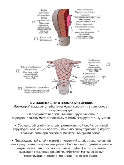 Особенности маточной оболочки