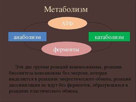 Особенности метаболизма эвглены