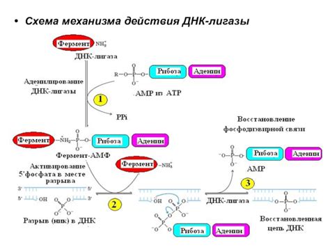 Особенности механизма действия лигазы