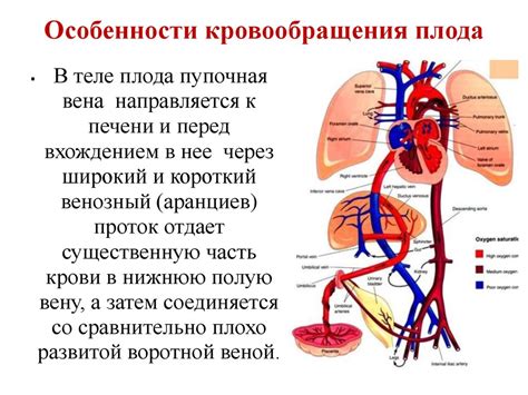 Особенности младенческих почек и сердечно-сосудистой системы