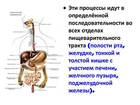 Особенности мужской физиологии и пищеварения