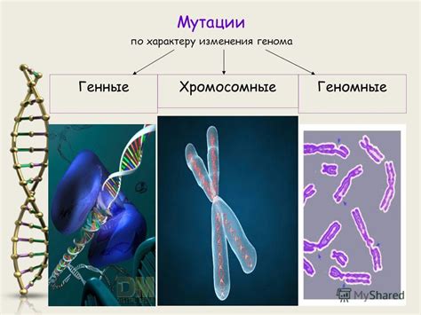 Особенности мутации гена