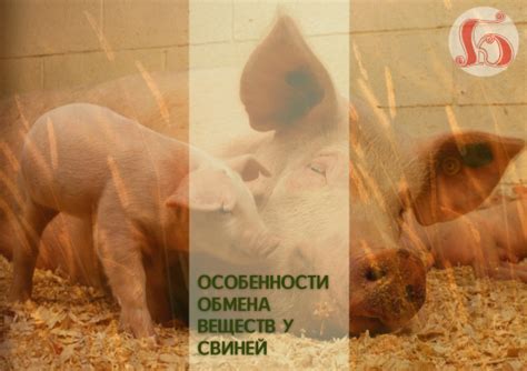 Особенности обмена веществ у свиней