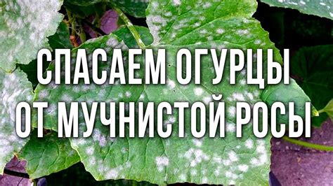 Особенности обработки огурцов от мучнистой росы