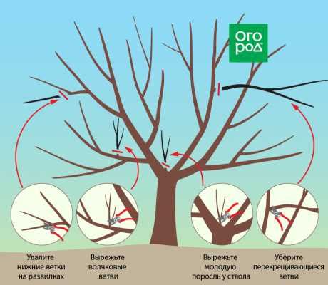 Особенности обрезки черешни