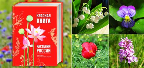 Особенности окраски красной книги