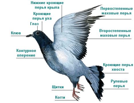 Особенности оперения у взрослых стрижей