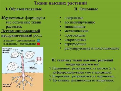 Особенности папоротника - высшего спорового растения