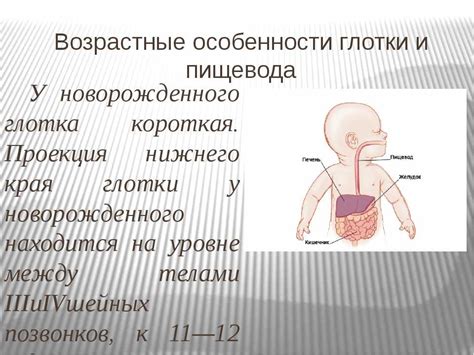 Особенности пищеварения