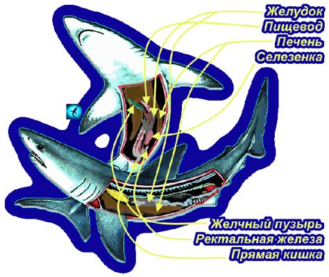 Особенности пищеварения акул