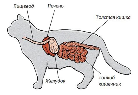 Особенности пищеварения у котов