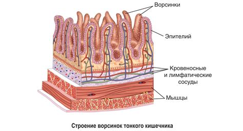 Особенности пищеварительного процесса у млекопитающих