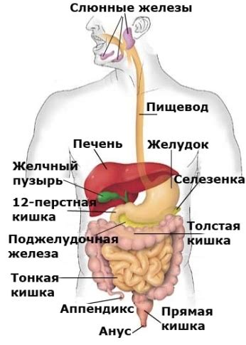 Особенности пищеварительной системы