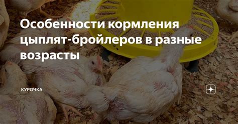 Особенности подкормки бройлеров в разные периоды их жизни