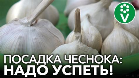 Особенности посадки чеснока весной и осенью