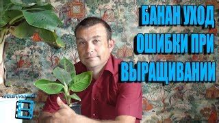 Особенности почвы и ее роль в выращивании бананов