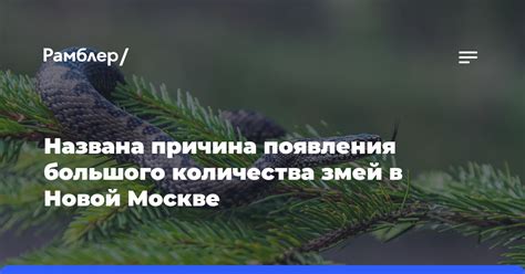 Особенности появления большого количества ос в России в этом году