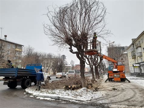 Особенности предоставления услуг по обрезке деревьев