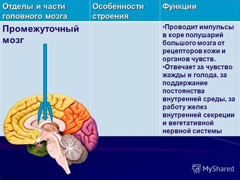 Особенности работы головного мозга учеников 3 класса