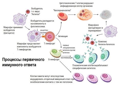 Особенности работы иммунной системы