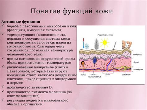 Особенности работы кожи и выделение пота у мужчин на холоде