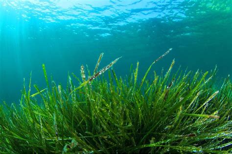 Особенности развития зеленых водорослей