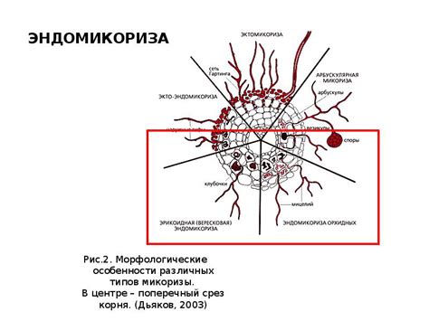 Особенности различных типов выжигателей мозгов