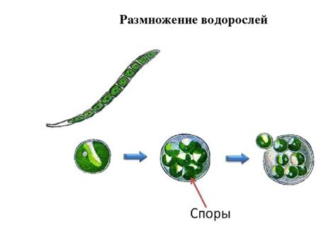 Особенности размножения водорослей