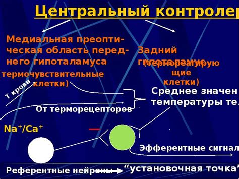 Особенности регуляции температуры