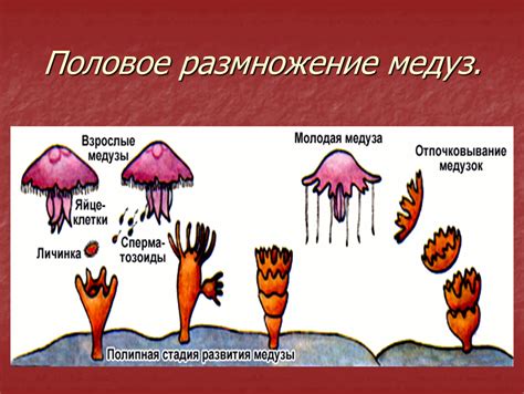 Особенности репродуктивной системы толстолобика