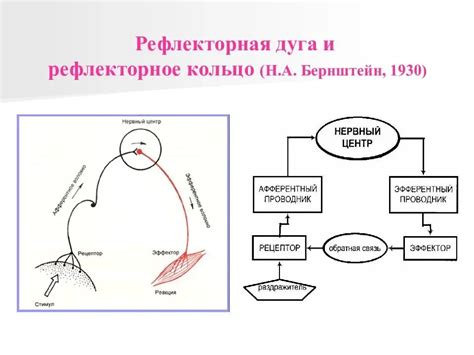 Особенности рефлекторного слоя