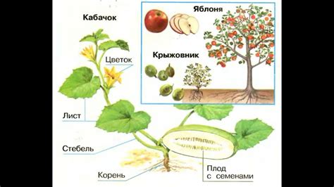 Особенности рисования разных видов растений