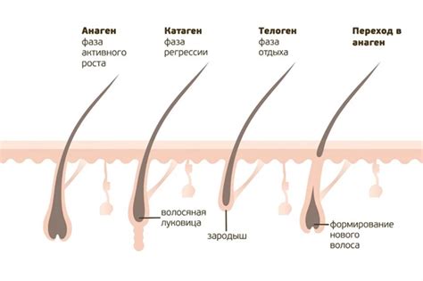 Особенности роста волос и бровей